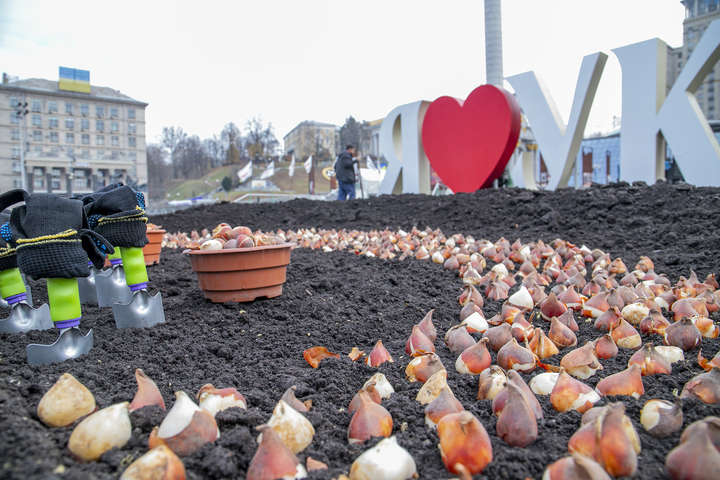 На Майдані висадять 100 тисяч тюльпанів на честь Героїв Небесної сотні (фото)