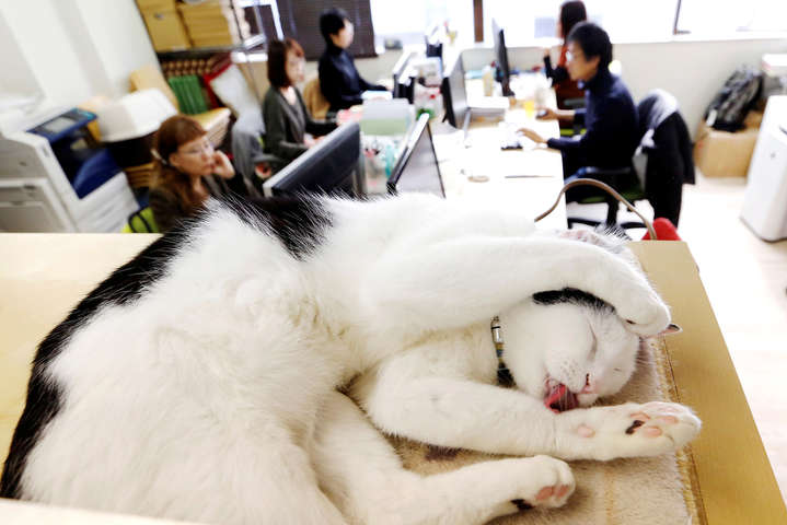 В Японии уличных кошек поселили в офисе для улучшения работы сотрудников 