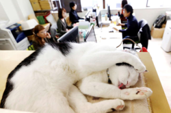 В Японии уличных кошек поселили в офисе для улучшения работы сотрудников 