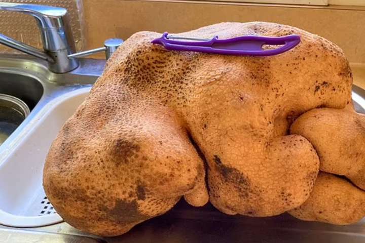 У Новій Зеландії виростили величезну картоплину вагою майже 8 кг (фото)