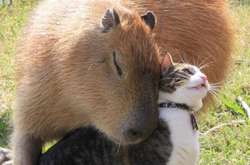 Когда питомцы нашли себе друзей и подарили им всю свою любовь