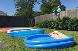 Когда заботливые хозяева придумали, как же еще побаловать своих питомцев