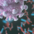 <p class="p1">Одна из разновидностей антител способна взаимодействовать с множеством типов коронавируса животных в дополнение к двум патогенам, заражающим человека</p>