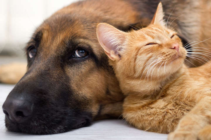 Коронавірус може викликати запалення серця у кішок та собак