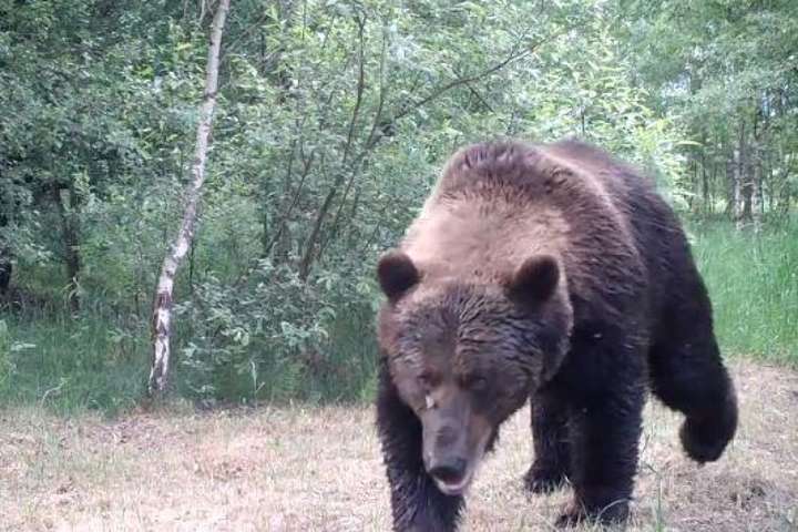 Поласував оленем: у Чорнобильській зоні виявлено сліди гігантського бурого ведмедя (фото)
