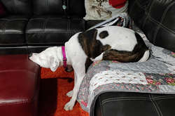 Эти домашние проказники могут повеселить, даже не просыпаясь (фото)