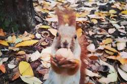 Сьогодні буде похмура погода, подекуди з опадами