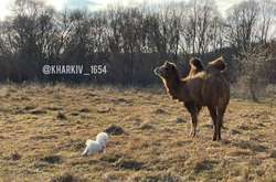 На Харківщині верблюд вийшов пастися на поле (фото)