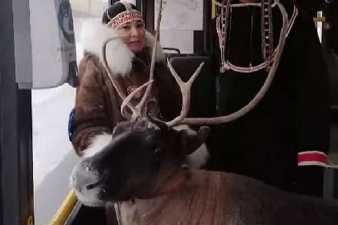 У Росії жінка їхала в автобусі з оленем (відео)
