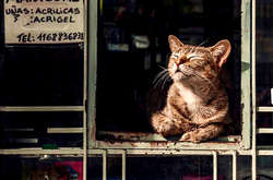 Эти пушистые продавцы легко сделают полную кассу, только пусти их в магазин (фото)