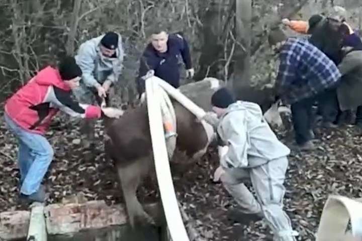 На Вінниччині для порятунку корови рятувальники розрізали труби та відкачували воду (відео)