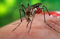 В Індії стався спалах небезпечної хвороби, вірус якої переносять комарі