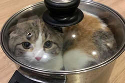 Как котики идеально заполняют собой любую подходящую емкость (фото)