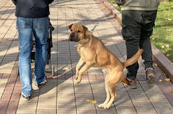 Українцям доведеться платити за вигул небезпечної собаки без намордника