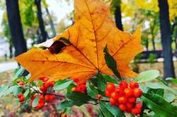 У четвер в Україні опадів не прогнозується