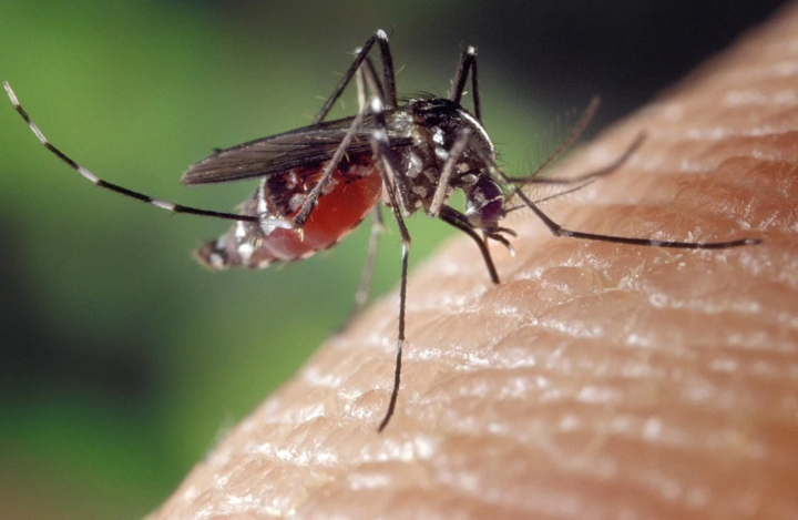 В Индии произошла вспышка опасной болезни, вирус которой переносят комары