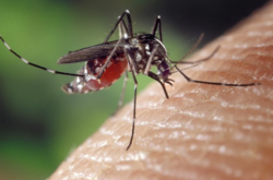 В Индии произошла вспышка опасной болезни, вирус которой переносят комары