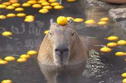 Непоколебимое спокойствие этих капибар передается даже через экран