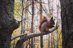  У п’ятницю в Україні буде без опадів 
  