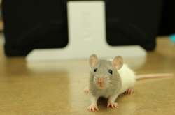 Австралийские ученые рассказали, как правильно щекотать крыс, чтобы сделать им приятно