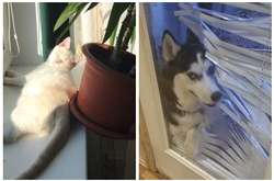 Эти наглые питомцы своим поведением ярко показали, что отрицают хорошие манеры