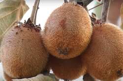 Господарі збирай урожай ківі на відкритому ґрунті