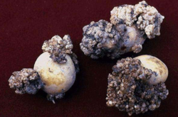 Рак картоплі в Україні. Науковець пояснив, як вберегти свій урожай і шкідлива вражена бульба для людини