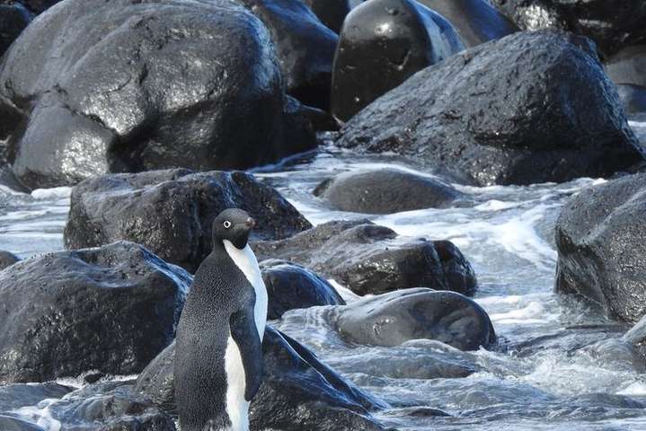 Пінгвін дістався до Нової Зеландії: винні зміни клімату