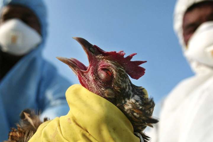 Японія повідомила про підозру на спалах пташиного грипу