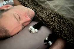 Когда котики решили выпустить коготки, чтобы напомнить – кто здесь самый опасный хищник