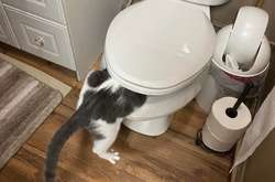 Эти наглые прохвосты своими необъяснимыми поступками напомнили, что у питомцев своя логика