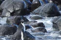 Пингвин добрался до Новой Зеландии: виноваты изменения климата 
