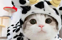 Наблюдая за этими пушистыми красавчиками трудно сдержать умиление (фото)