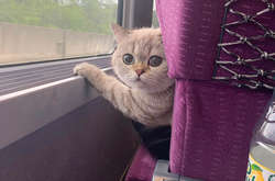 Эти необычные пассажиры общественного транспорта превратили обычную поездку в приключение