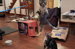 Как Нео из Матрицы. Эти котики подчиняют мир своим правилам физики (фото)