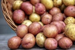 Украинские ученые назвали самые продуктивные сорта картофеля