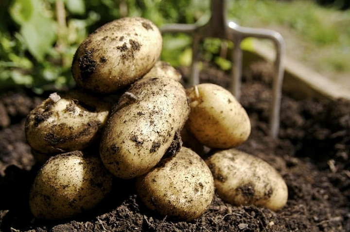 Сорт картоплі&nbsp;&laquo;Щедрик&raquo; не цікавий колорадському жуку - Українські вчені назвали сорт картоплі, який не цікавий колорадському жуку