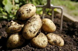 Українські вчені назвали сорт картоплі, який не цікавий колорадському жуку