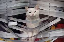 Эти пушистых прохвостов поймали с поличным, а им хоть бы хны (фото)