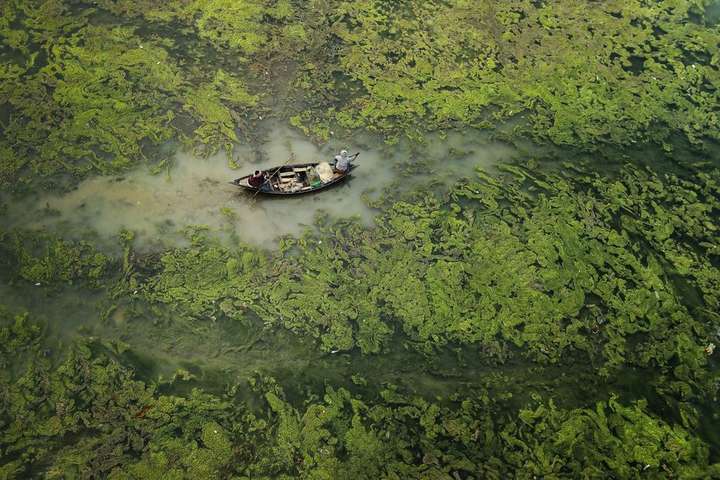Нерегулярні сезони мусонів та посухи викликають цвітіння водоростей на річці Дамодар - Екологічна катастрофа. Сім найгучніших фото за 2021 рік, що показують головні загрози