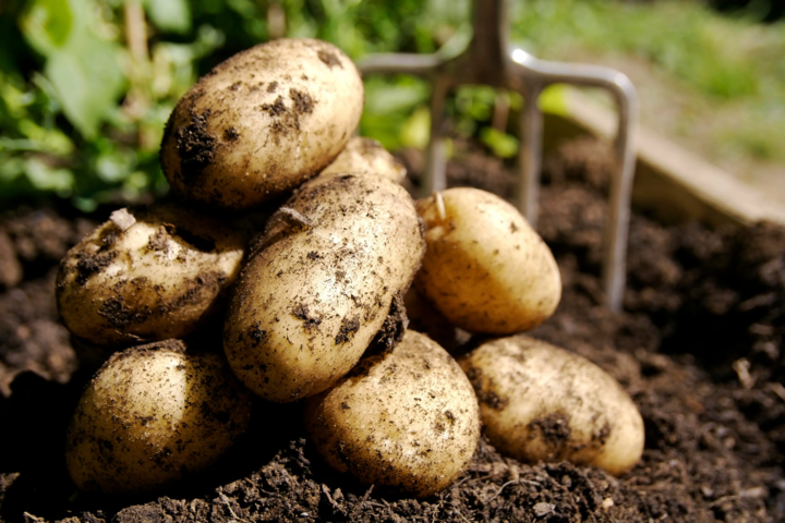 Украинские ученые назвали сорт картофеля, который не интересен колорадскому жуку