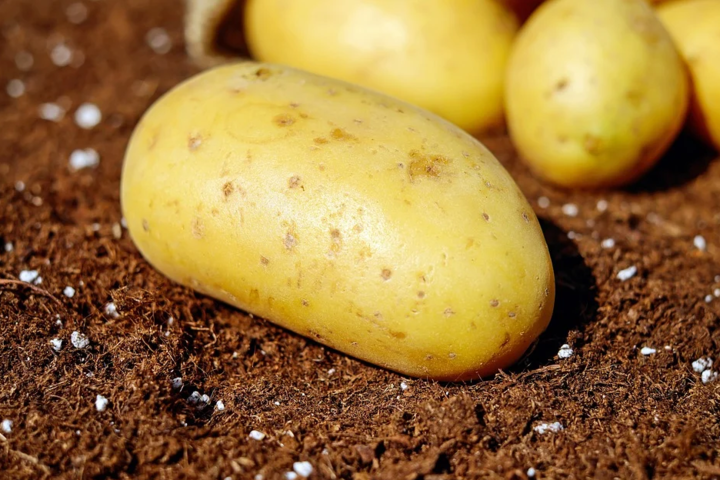 Вчені назвали найпопулярніші сорти картоплі в Україні