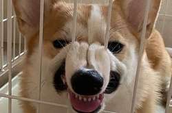 Курьезные фото собак, которые продемонстрировали людям всю свою дурашливость