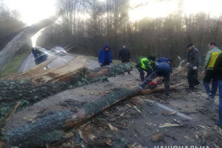 На Чернігівщині штормовий вітер повалив дерева: заблоковано кілька трас