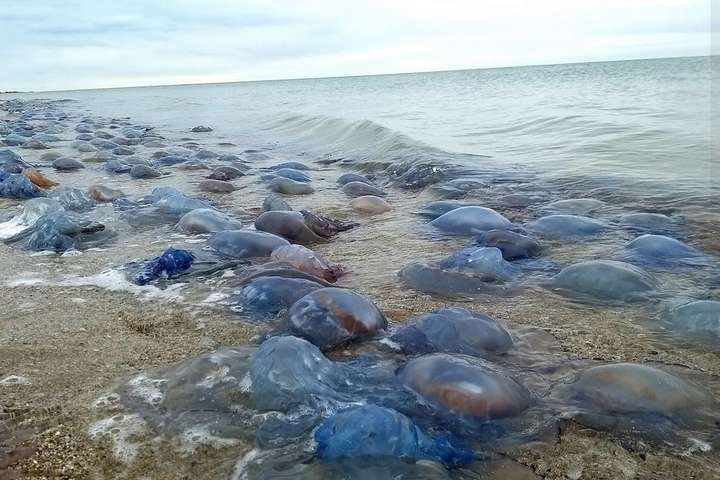 Біля парку «Тузлівські лимани» на берег викинуло мільйон медуз (фото) 