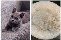 Эти домашние питомцы умеют так сливаться с окружением, что почти исчезают (фото)