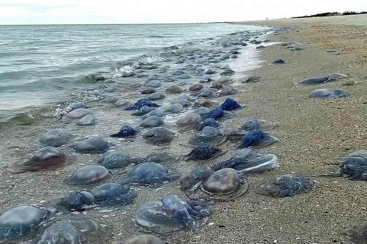У парка «Тузловские лиманы» на берег выбросило миллион медуз (фото) 