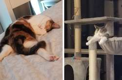Курьезные фото домашних питомцев, которые заснули очень забавно и нелепо