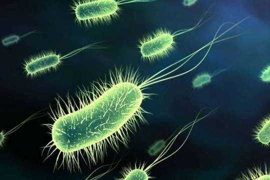 Унікальні властивості бактерії допоможуть у боротьбі з хворобою - Біологи створили бактерію, що руйнує захисну оболонку ракових клітин