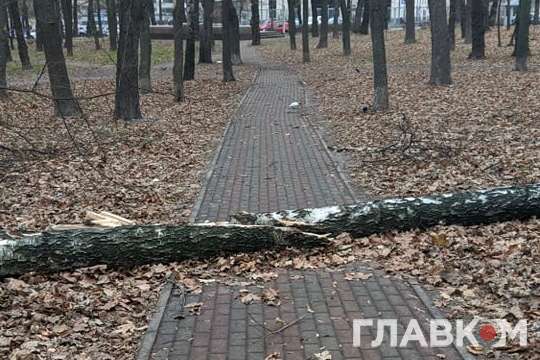 Вітер валив дерева у парках і скверах столиці - Київ оговтується після штормового вітру: повалено та зламано майже 200 дерев (фото)
